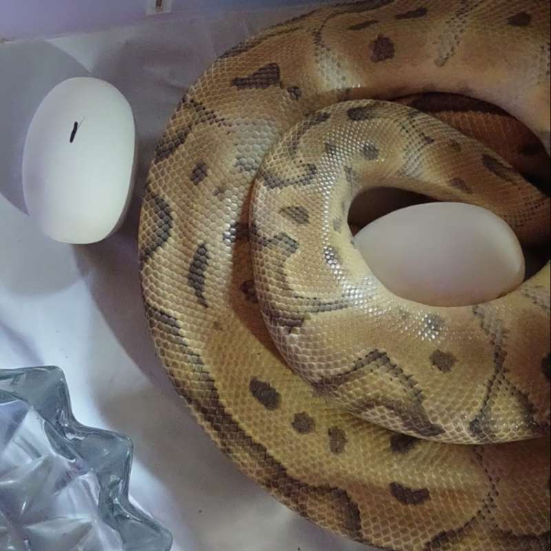 FEMALE PROVEN PASTEL CLOWN