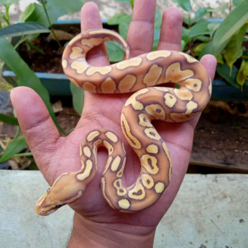 Banana Lesser