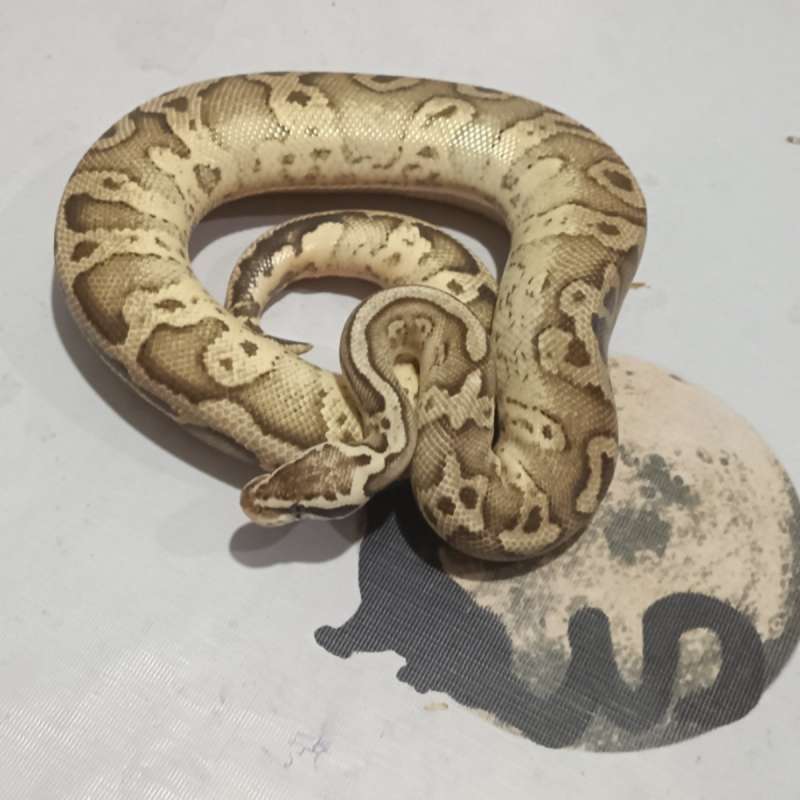 M. Firefly Red Stripe (Proven) ♂️