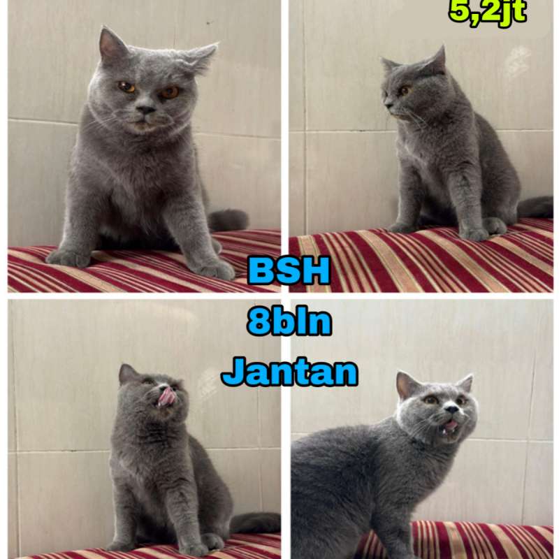 Kucing Bsh abu-abu (wrna favorit)