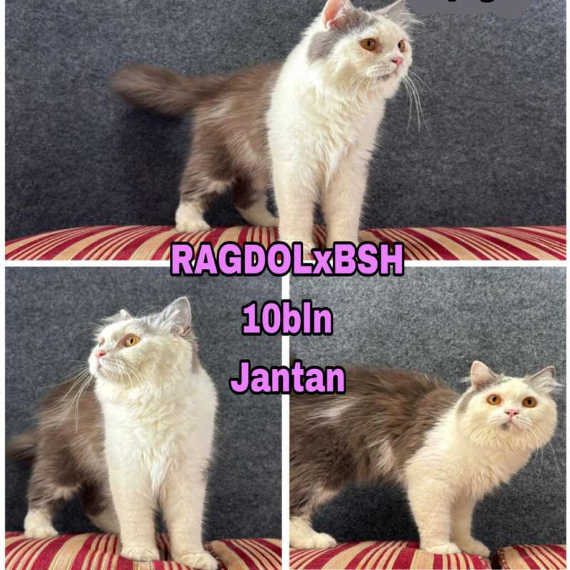 Kucing Bsh x Ragdoll (koleksi pribadi)