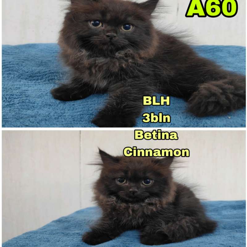 Kucing BLH (Cinnamon)