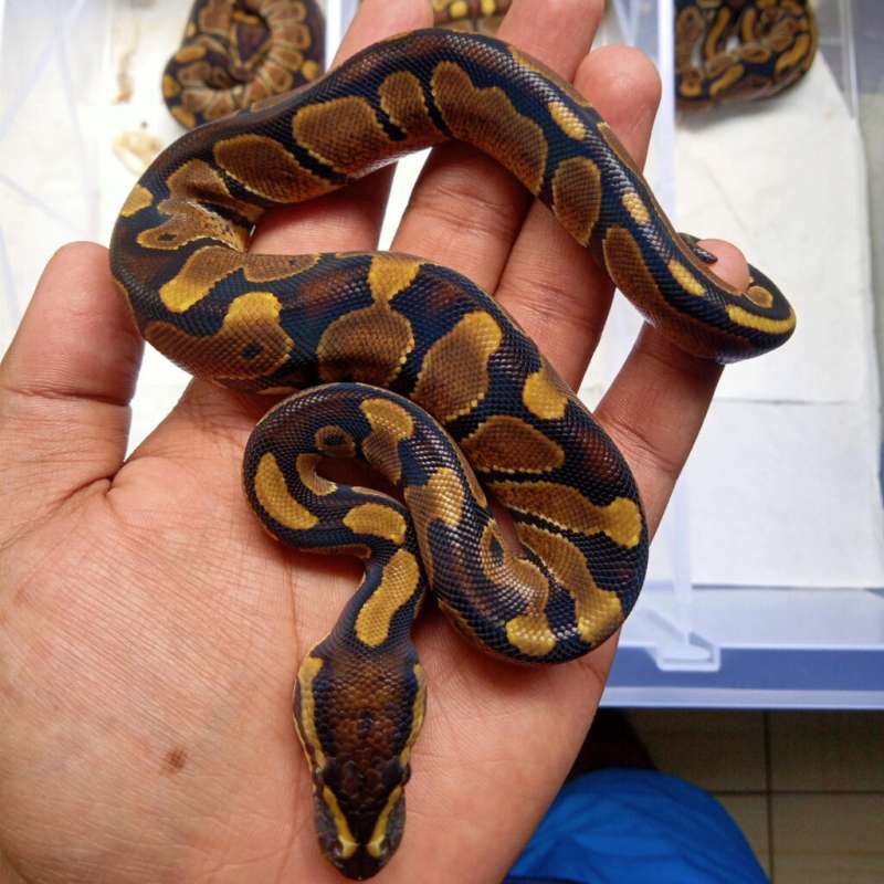 Enchi Female