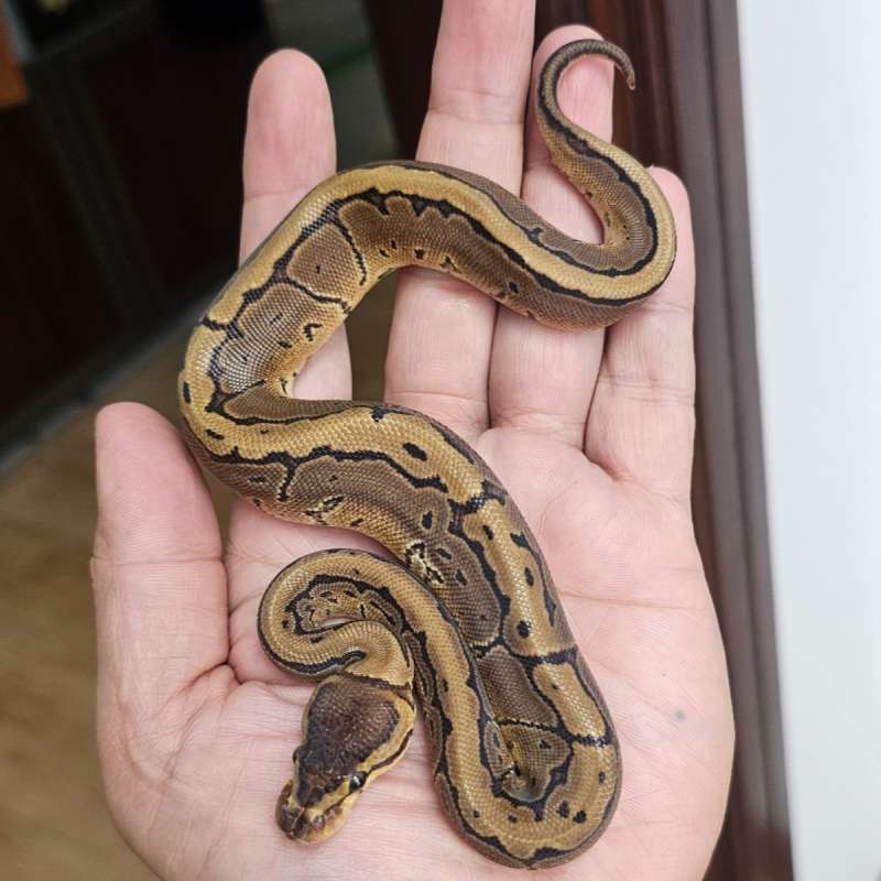 PINSTRIPE LEOPARD HET PIED POSS HET LAVENDER