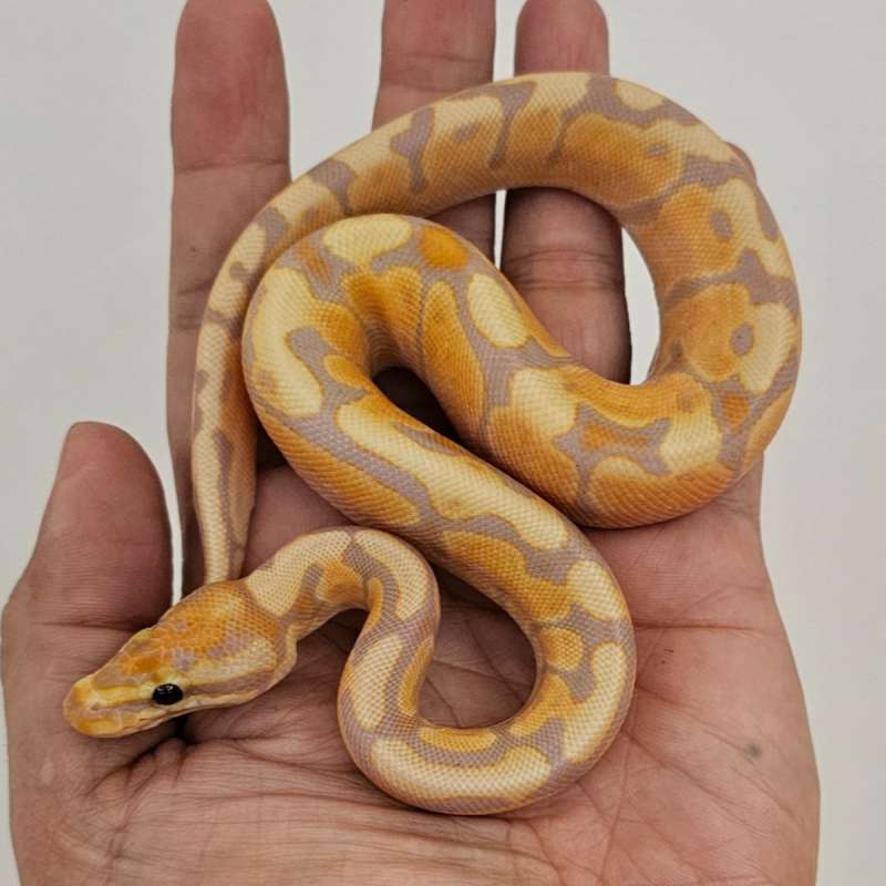 BANANA LEOPARD HET PIED