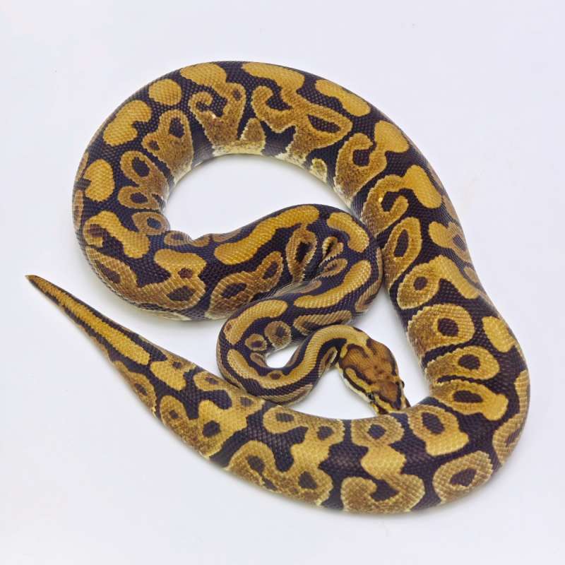 Spotnose poss Arroyo 100% het Clown Female ♀️