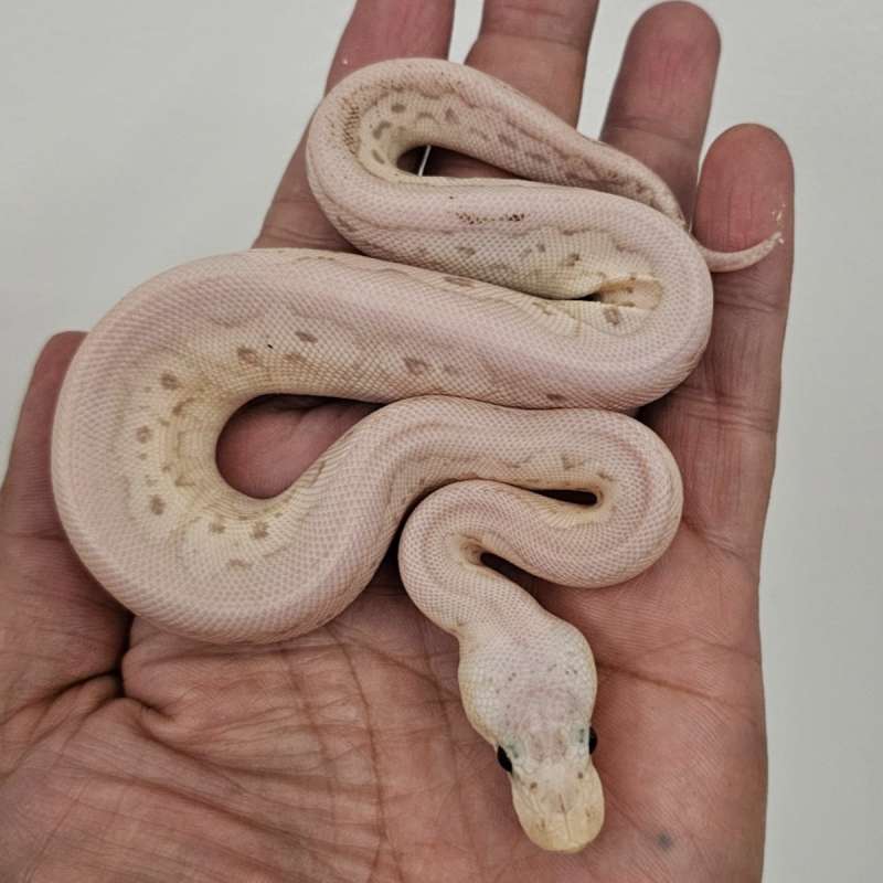 CLOWN BANANA CINNAMON LESSER PASTEL
