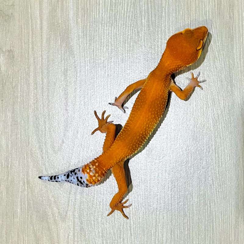 Leopard Gecko Super Hypo Tangerine Baldy