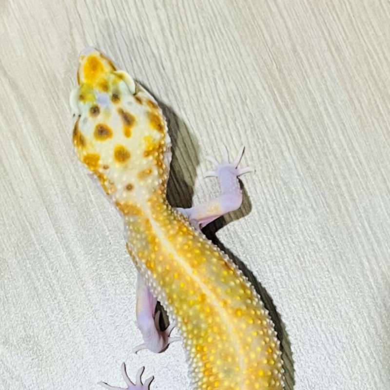 Leopard Gecko White & Yellow Eclipse