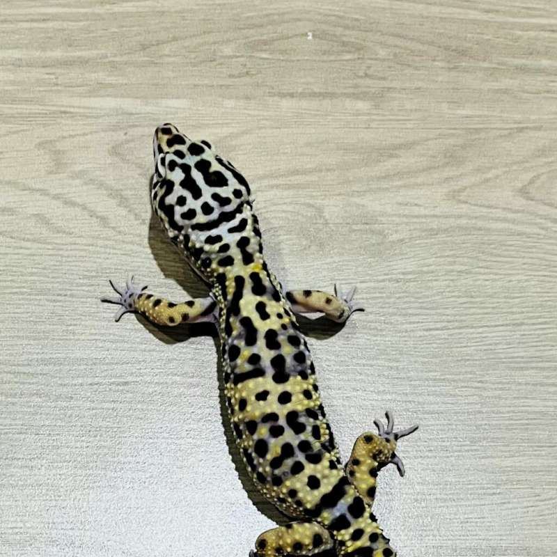 Leopard Gecko Mack Snow Black Night Cross