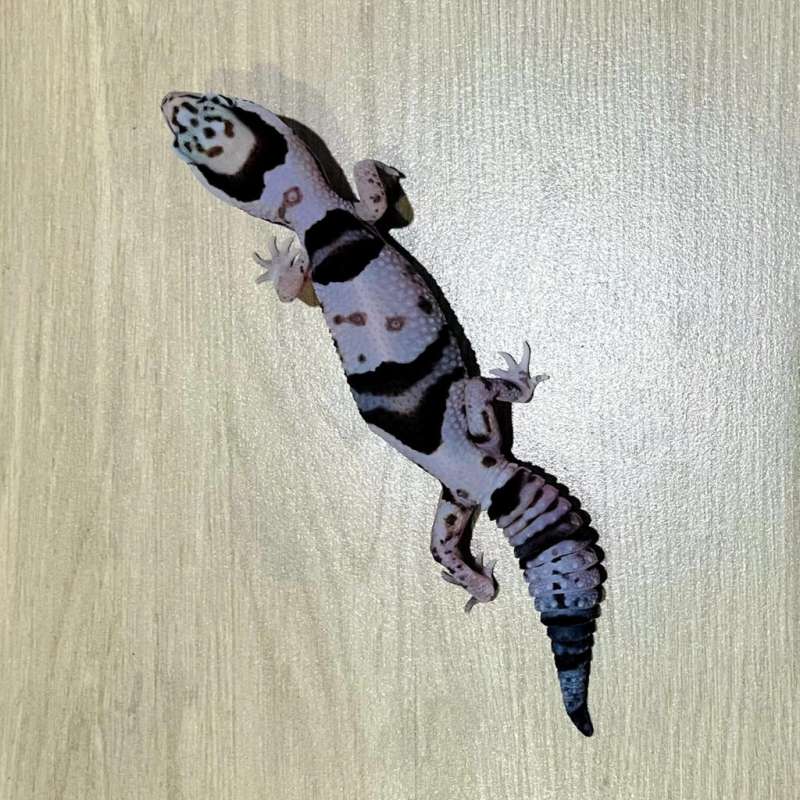 AFT Gecko Whiteout HET Amel PH Oreo Zulu