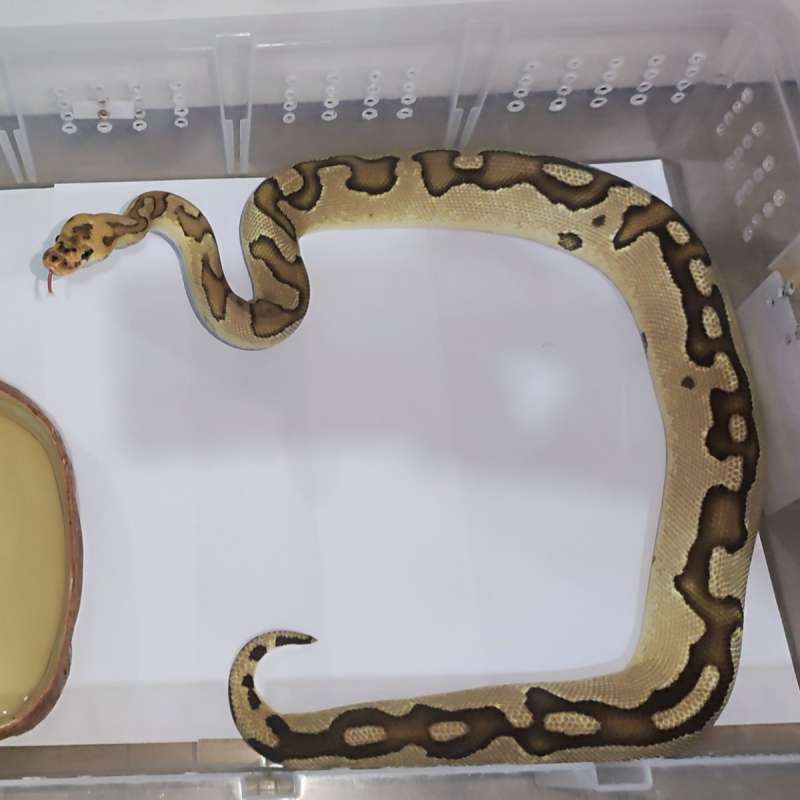 Ball Python Specter Clown