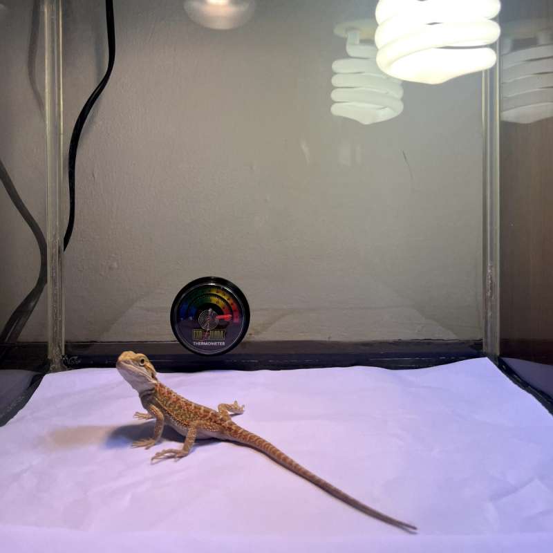 Bearded Dragon Red Hypo