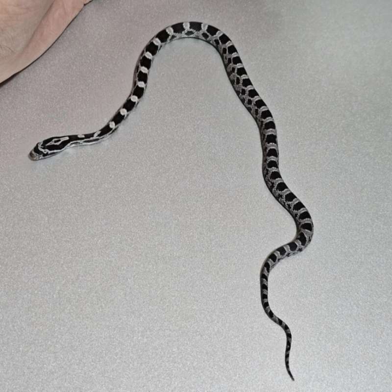 Corn Snake Anery