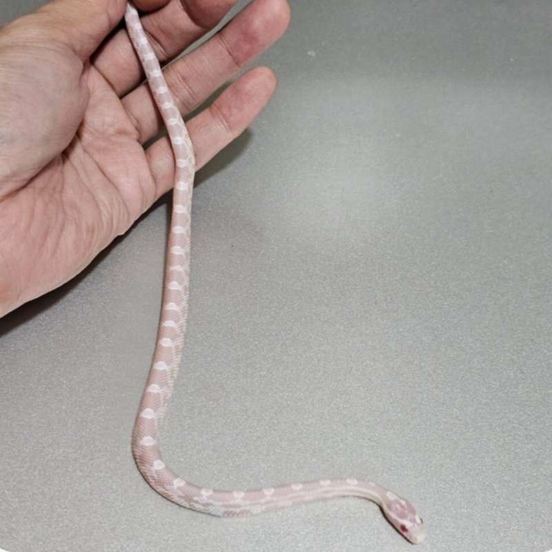 Corn Snake Snow Het Motley