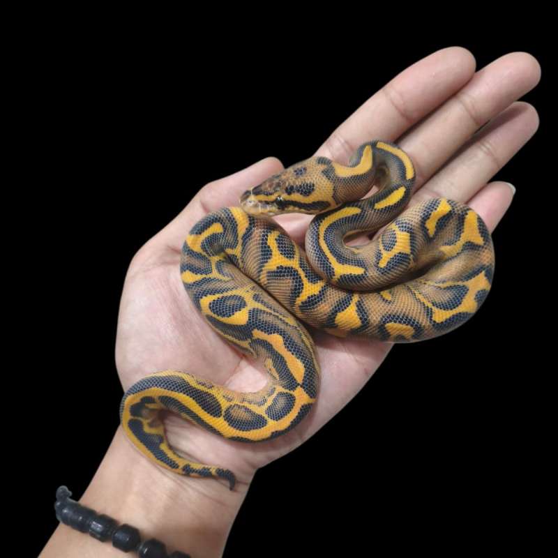 Male Leopard Highway Het Clown