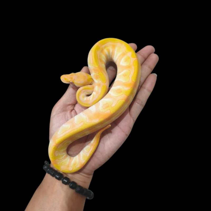Female Mojave Lavender Pos Enchi