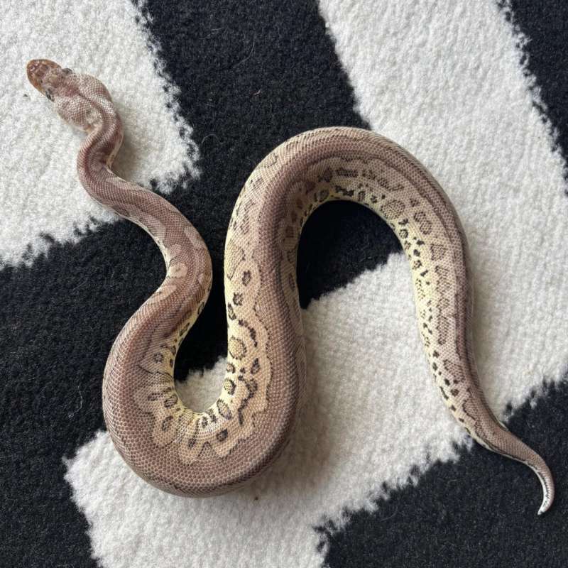 Leopard Cinnamon Pastel Clown - M