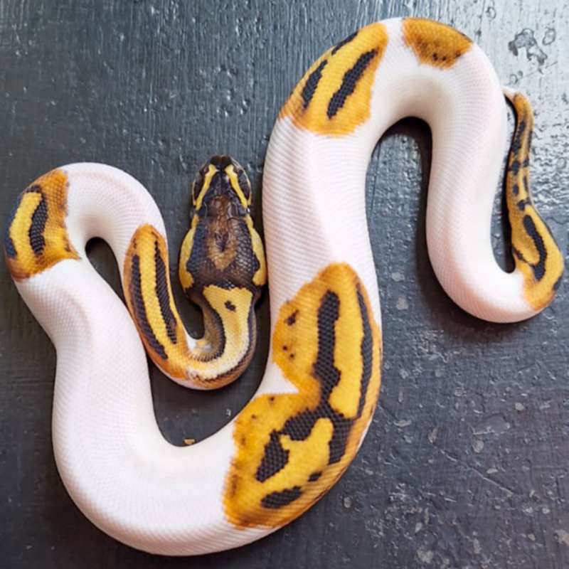 Piebald a.k.a Pied