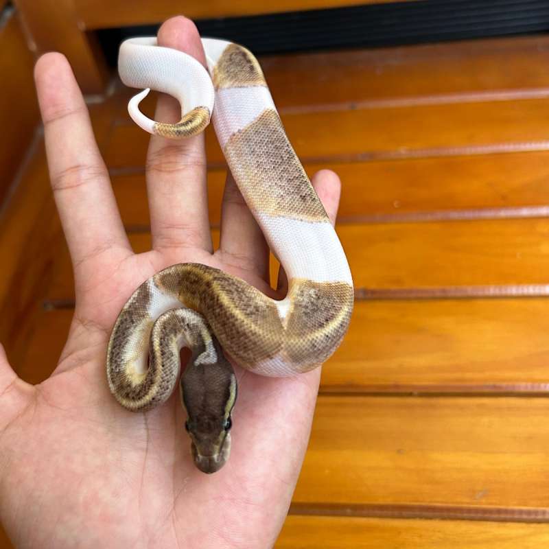 Ball python pastel mojave pied
