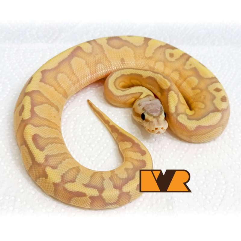 F Banana Firefly Red Stripe het Clown [25C0803]