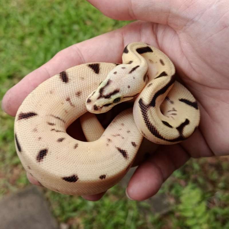 [Unsexed] Leopard Bumblebee (Orange Dream) het Clown [25C1401]