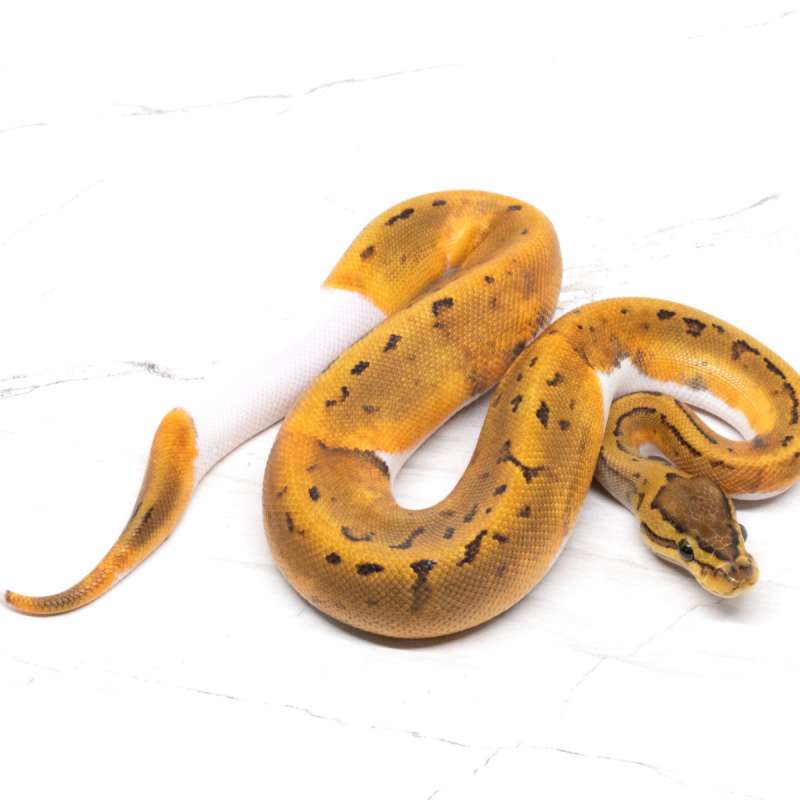 Pinstripe Pied Het Lavender