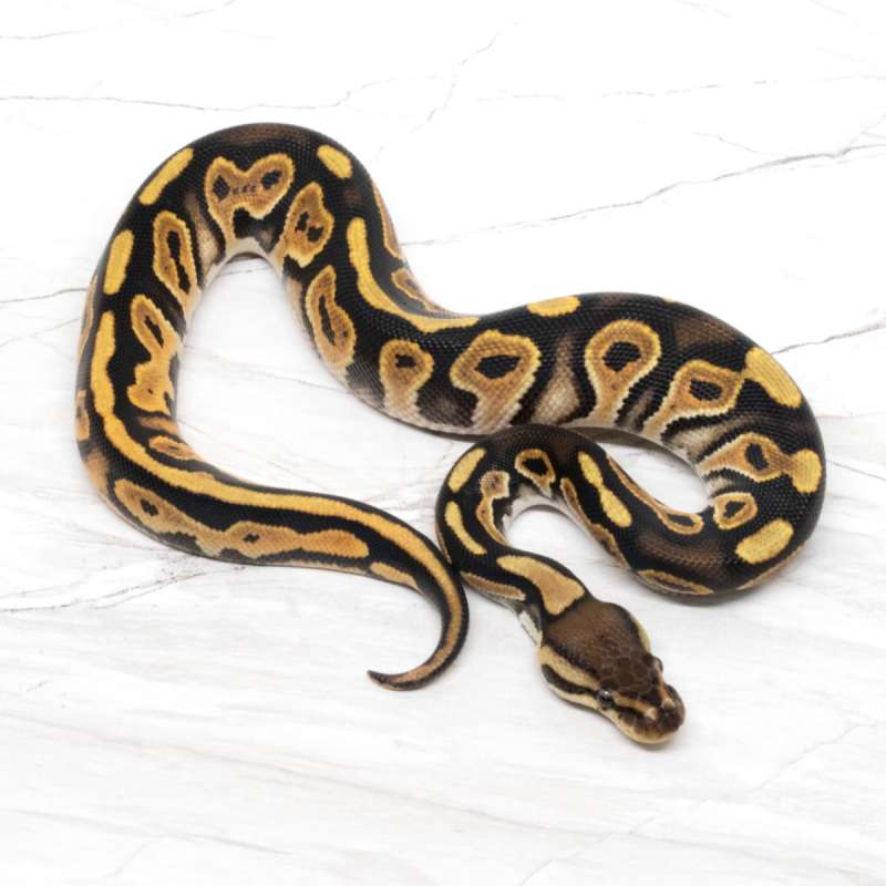 Black Pastel Orange Dream 66% DH Pied Clown PH DG