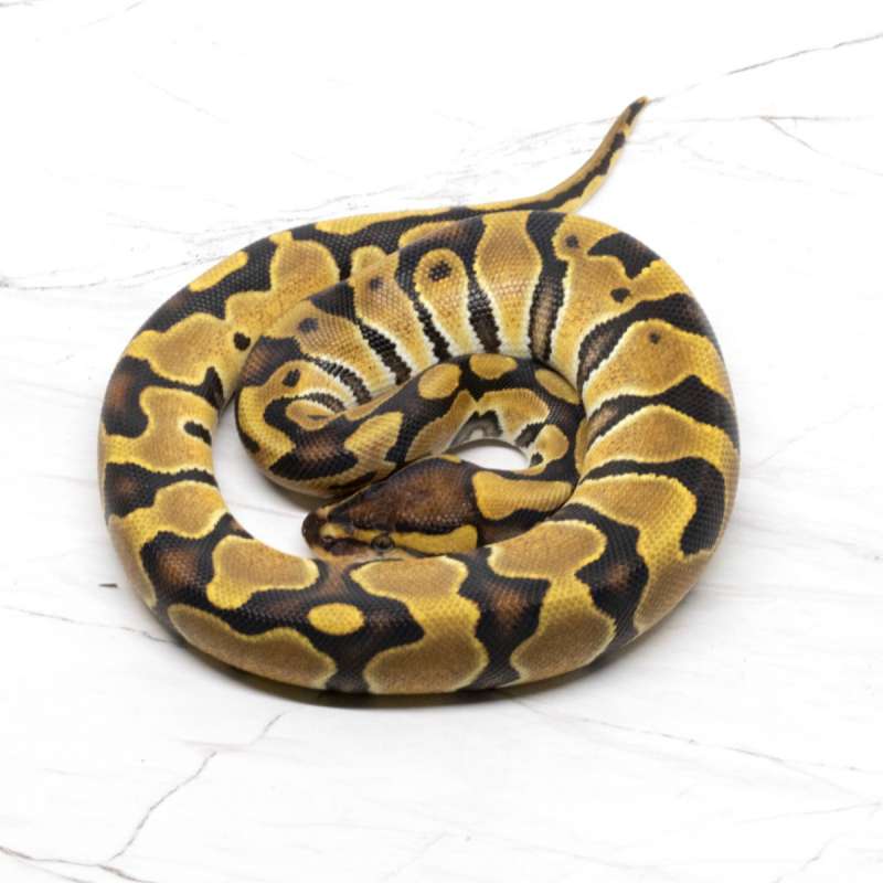 Enchi Yellow Belly Double Het Pied Clown