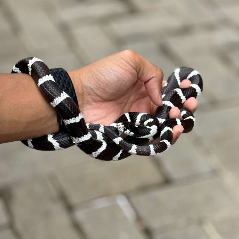 California Kingsnake