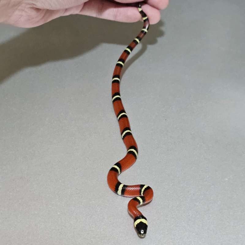 Milksnake Nelsoni het Albino