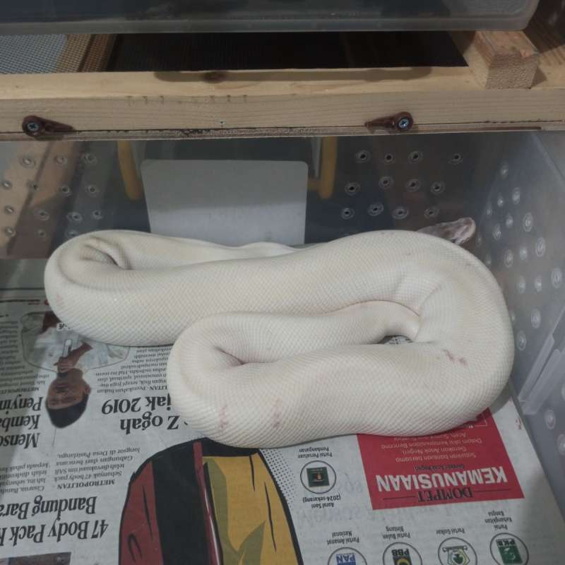 Super Mojave Female