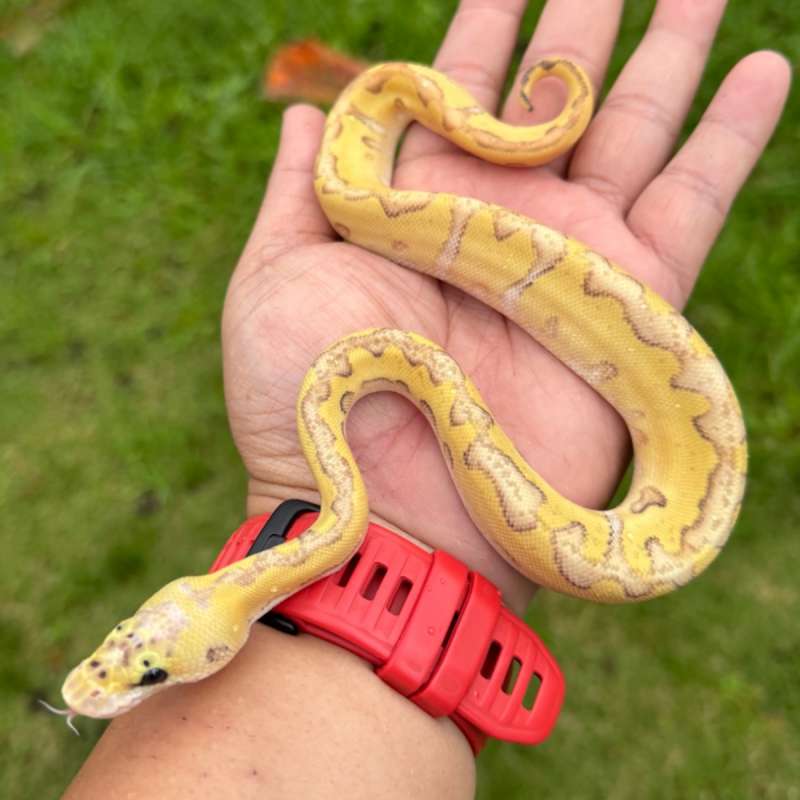 Cypress enchi pastel fire clown poss Spotnose