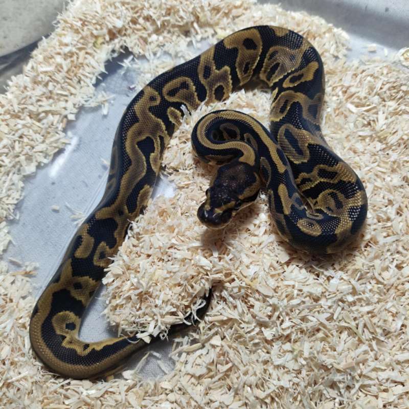 Leopard gravel het clown