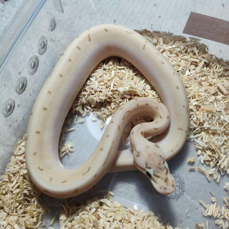 Bamboo spider pastel enchi pinstripe het hypo