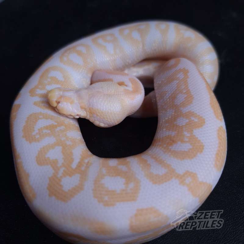 No Eye Black Pastel Albino Female