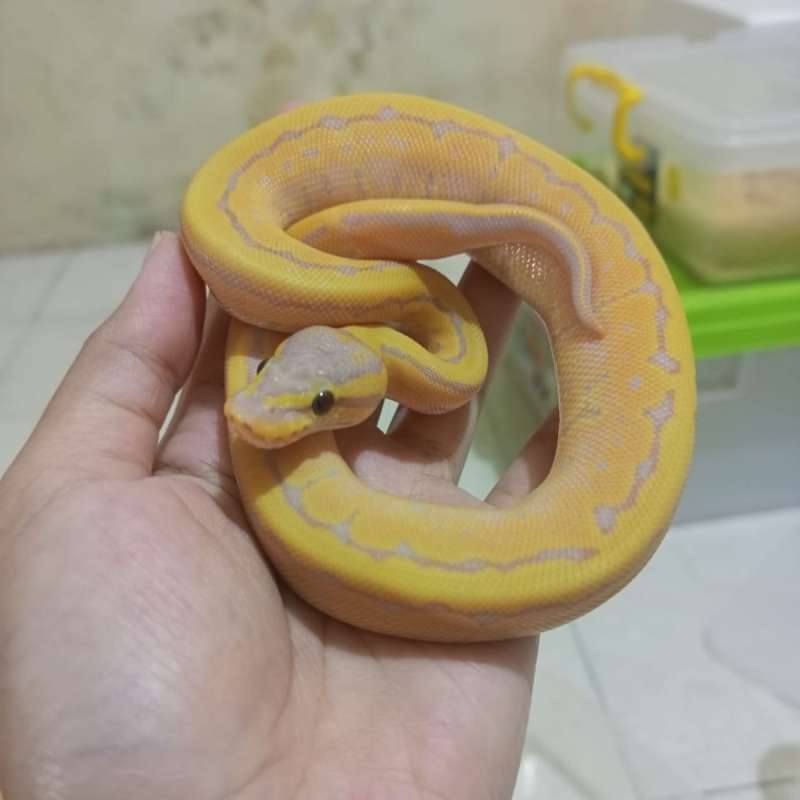 Banana Enchi Pinstripe