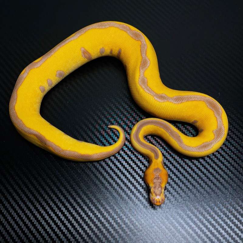 Banana clown leopard spotnose enchi poss blade FEMALE