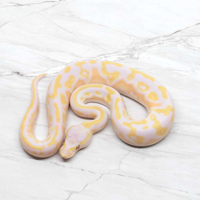 Mojave Pastel Lavender 66% Het Pied