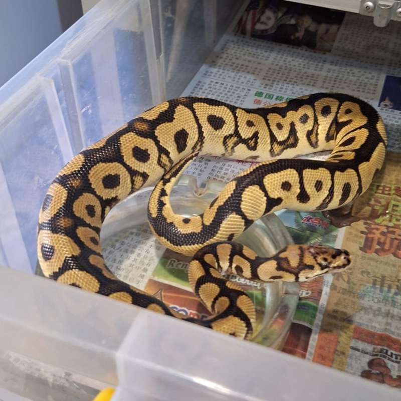 SPOTNOSE YB CLOWN M SUBADULT