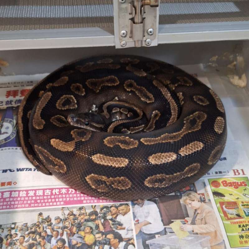BLACK HEAD CINNAMON YB HET CLOWN FEMALE ADULT PROVEN