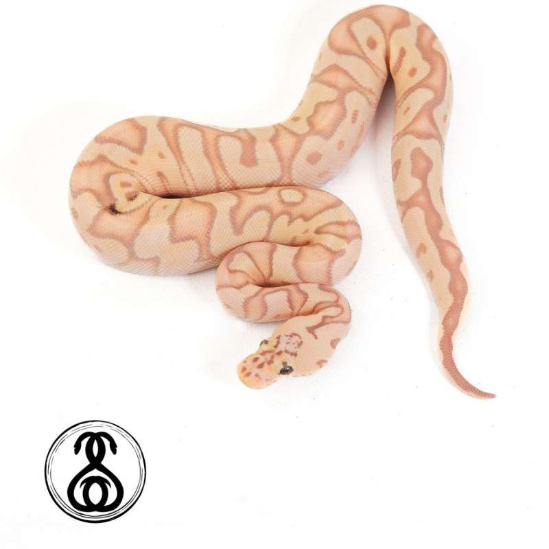 0.1 pastel banana enchi clown paradox