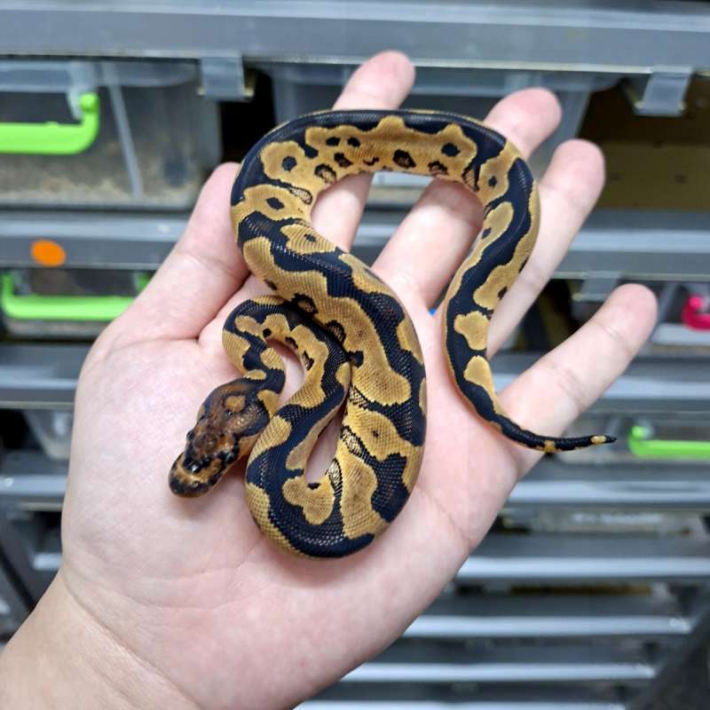 Female Clown het DG (Desert Ghost)