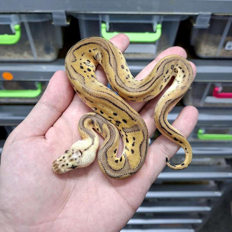 Leopard Red Stripe Pastel Clown het DG (Desert Ghost)