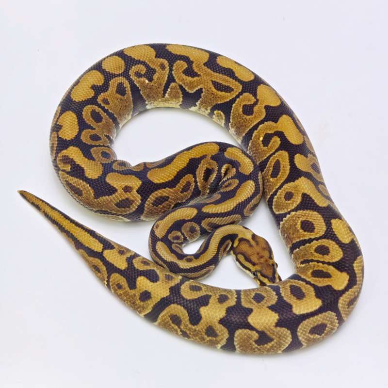 Ball Python Spotnose (poss Arroyo) 100% Het Clown
