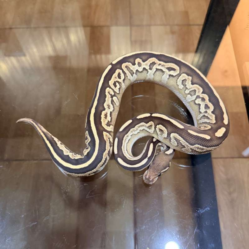 Black pastel mojave yb poss het ultramel pied