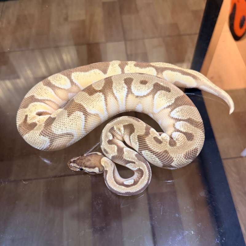 Enchi orange dream mojave het pied