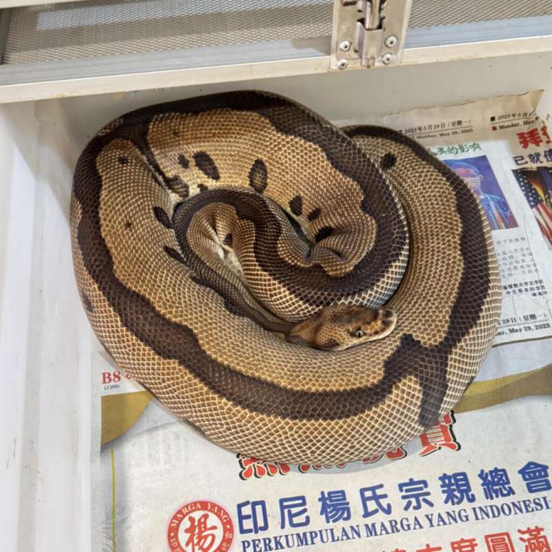 Leopard Clown F Adult Proven