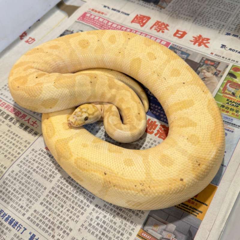 M BANANA ENCHI SPOTNOSE CLOWN FEMALE MAKER PROVEN