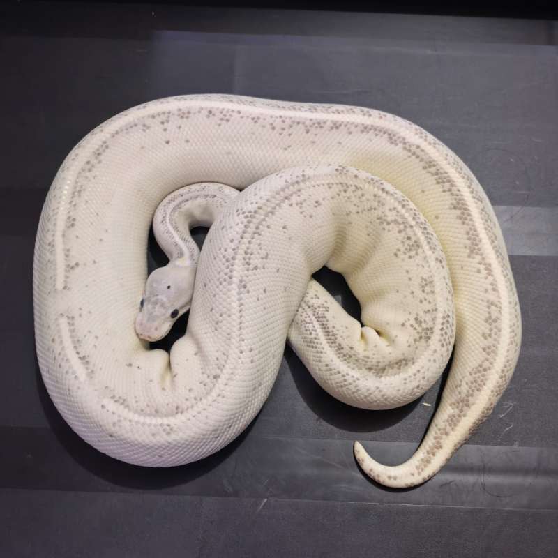 ( Proven ) Cinnamon Highway 66% het clown